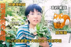 车前草有一定药用价值，通常用来煮水，泡水是铺助治疗消炎作用。视频封面