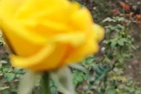花儿开了视频封面