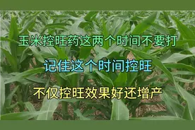 玉米控旺药这两个时间段不要打，记住这个时间，不仅效果好还增产视频封面