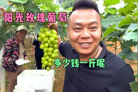 广西的阳光玫瑰葡萄上市了，现在的价格是多少呢？听听果农咋说的视频封面