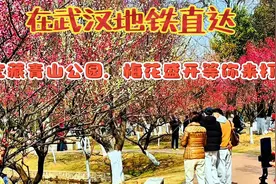 在武汉地铁直达！宝藏青山公园，梅花盛开等你来打卡视频封面