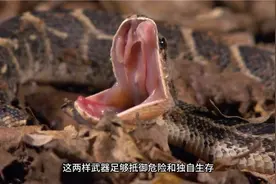 鼓腹巨蝰产下数十条小蛇 #蛇 #动物 #神奇动物在抖音 #鼓腹巨蝰视频封面