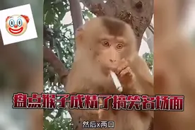 盘点猴子成精了搞笑名场面,个个精彩搞笑不已,看完包你笑得肚子疼视频封面