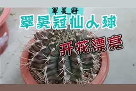翠晃冠仙人球开花漂亮，花期长，皮实好养，值得入手的仙人球！视频封面