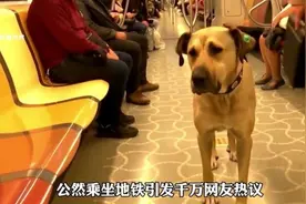 流浪狗每天跟着人类挤地铁，通勤背后的原因令人感动