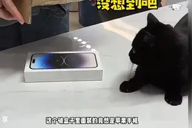 这是一只自带锦鲤体质的猫 它会给人带来好运视频封面