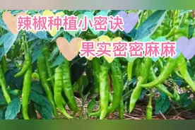辣椒种植小密诀，开花期一摘一喷，果实结的密密麻麻