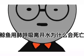 鲸鱼用肺呼吸为什么离开水会死亡