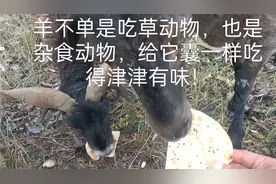 羊是草食动物也是杂食动物，什么都吃！