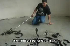 捕蛇技巧，专业知识