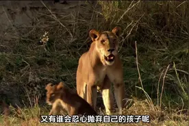 小狮子被野牛踩断脊柱，但它渴望活下去 动物世界 纪录片视频封面