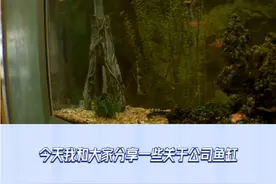 🌈职场风水学，鱼缸摆放助你事业风生水起！🚀视频封面