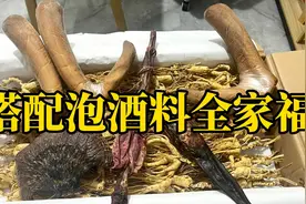 全套泡酒料五件套：鲜鹿茸林下参灵芝鹿鞭鹿尾巴，泡30斤酒喝两年视频封面