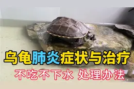 乌龟肺炎感冒症状与治疗方法，不吃不喝不下水，草龟生病处理办法视频封面