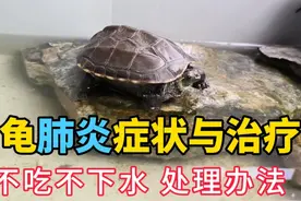 乌龟肺炎感冒症状与治疗方法，不吃不喝不下水，草龟生病处理办法视频封面