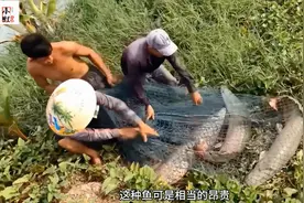 男人花二千块承包鱼塘，兄弟说他亏定了，没想到最后收获三条巨物视频封面