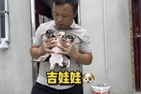 城市三大恶犬之一（吉娃娃），一种长不大的家庭伴侣犬😂