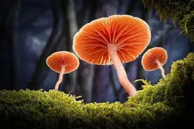蘑菇世界1视频封面