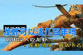龙虾可以永远活下去吗？视频封面