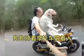 狗狗骑着摩托车带着人视频封面
