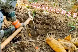 这山坡边挖到的冬笋长在一窝，这样收获才快！职业挖笋人实战经验视频封面
