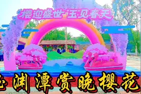 玉渊潭公园早樱凋谢，晚樱正怒放快来玉渊潭看最后一波。原创作品视频封面