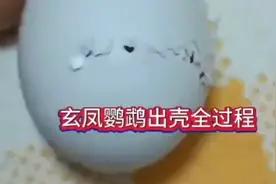 见证玄凤鹦鹉出壳过程