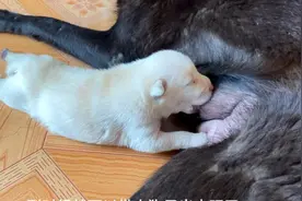 小奶狗出生几天才睁眼？