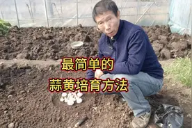 最简单的蒜黄培育方法，一看就会，自己在家就能种出蒜黄视频封面