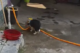 在线等，我家狗把油给吃了，怎么办视频封面