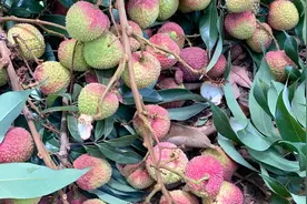 今天去合江摘荔枝，品尝百年老树的“妃子笑”，甜视频封面