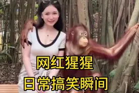 盘点网红猩猩的日常搞笑瞬间，它是懂流量的。#看一遍笑一遍