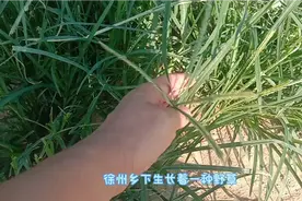 徐州乡下一种野草，竟然全身都是宝视频封面