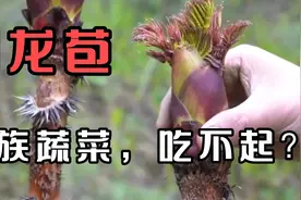 刺龙苞，和香椿差不多的野菜。现在居然吃不起了视频封面