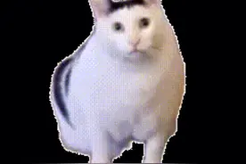 分享猫猫表情包