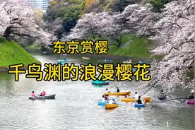 东京赏樱之旅～千鸟渊的浪漫樱花，像千羽鸟儿振翅欲飞。视频封面