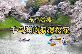东京赏樱之旅～千鸟渊的浪漫樱花，像千羽鸟儿振翅欲飞。视频封面