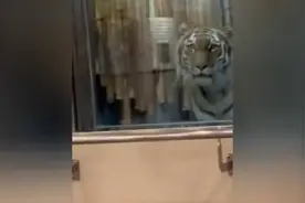 一物降一物，如同老虎见到雄狮一样，老虎立马臣服。视频封面