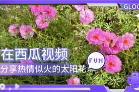 阳光下太阳花向着天空热烈绽放，仿佛在诉说着生命的力量与热情视频封面