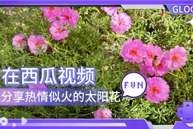 阳光下太阳花向着天空热烈绽放，仿佛在诉说着生命的力量与热情视频封面