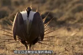 你见过会玩球的鸡吗？6大有趣的生物大盘点视频封面