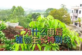 为什么下雨天植物会快速生长呢？对植物有哪些影响？