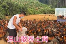 深山放养2500只土鸡，今天算了一下养殖成本，感觉挣钱有点困难视频封面