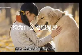 狗为什么抬腿尿尿。