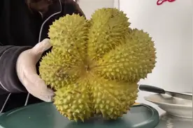 大家猜猜看这个榴莲能开几房果肉！视频封面