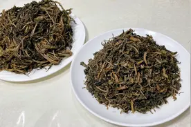 掌握正确步骤，自制梅干菜做法很简单，三蒸三晾，做一次能吃一年视频封面