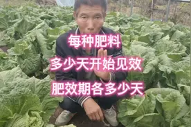 各种肥料施用后多久见效？肥效期多长？种植必备知识，赶紧看看吧视频封面