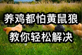 黄鼠狼偷鸡不要怕，几个妙招轻松搞定，养鸡人收藏备用