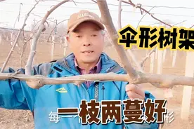 猕猴桃种植：伞形树架好还是一枝两蔓好？实践是唯一标准视频封面
