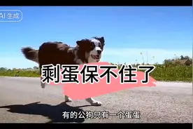 狗狗只有一个蛋蛋，为什么要绝育